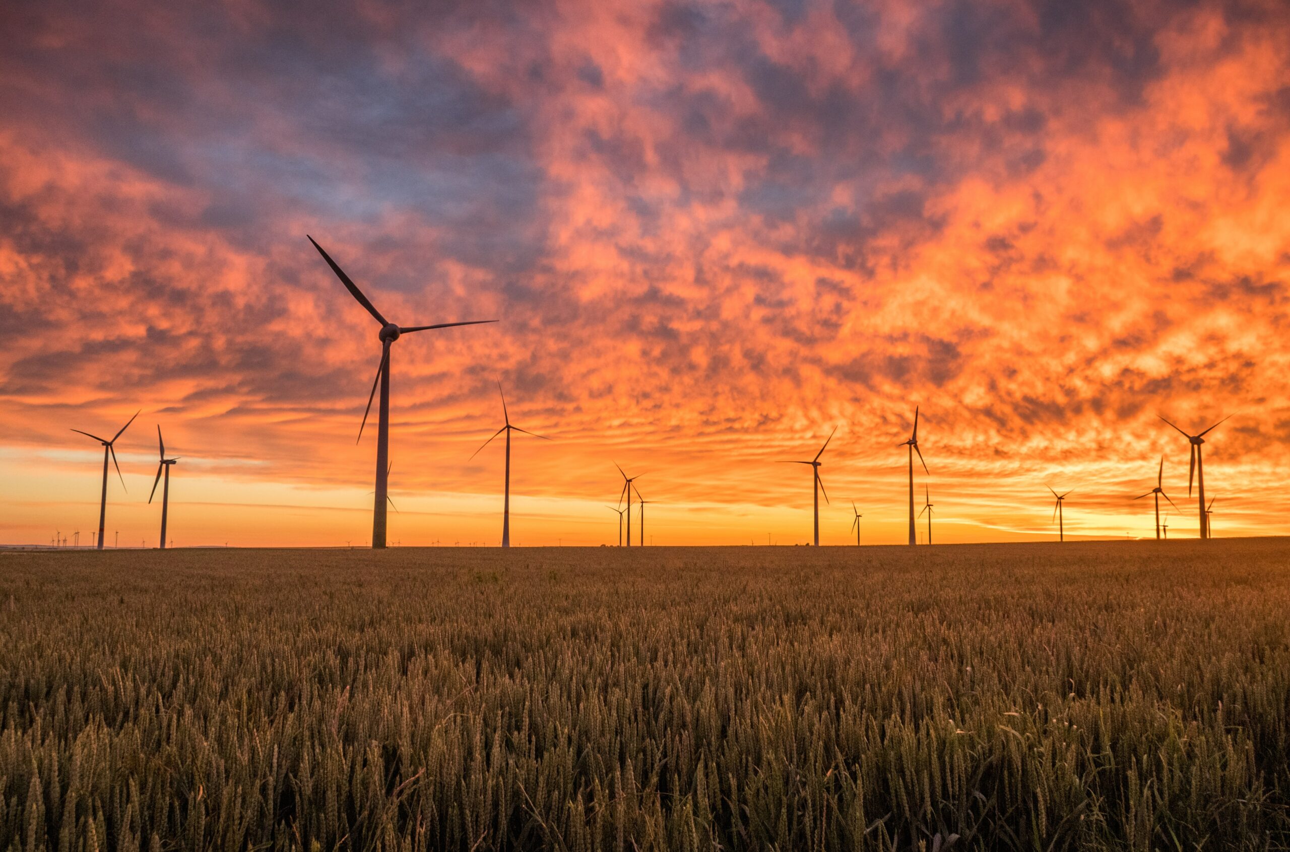 New Environmental Studies Courses
